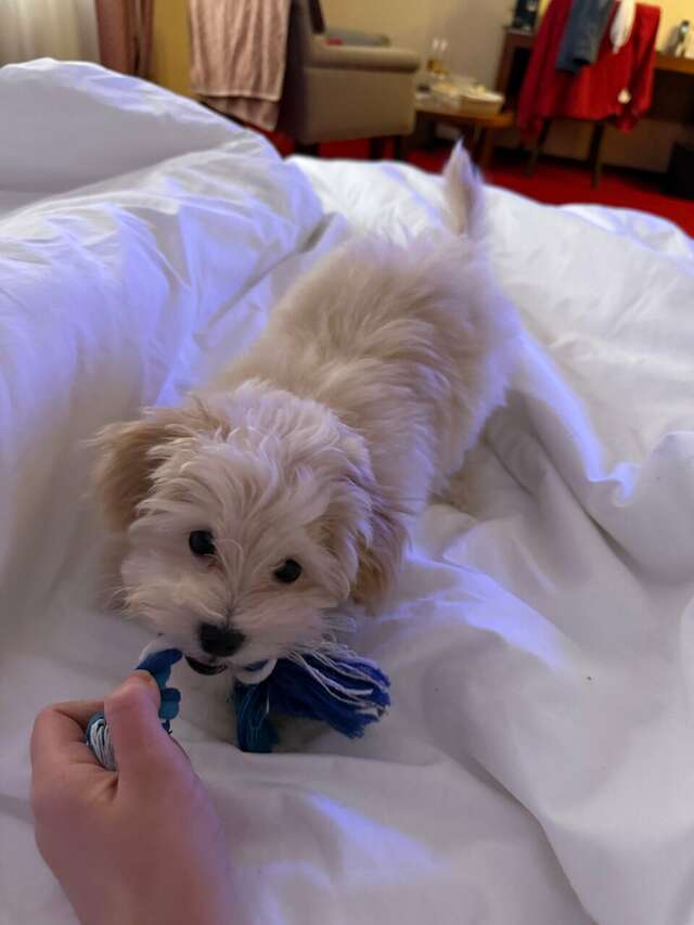 Гостиница Татьяна Прованс Звенигород-240